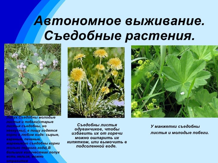 Доклад про съедобные растения 249